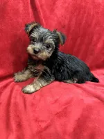 Paris, a female Yorkshire Terrier for sale in Valencia, CA – 1 of 10