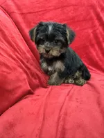 Polo, a male Yorkshire Terrier for sale in Valencia, CA – 3 of 10