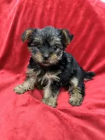 Maia, a female Yorkshire Terrier for sale in Valencia, CA – 10 of 10