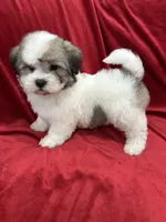 Oliver, a male Shihpoo for sale in Valencia, CA – 7 of 10