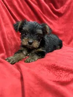 Alex, a male Yorkshire Terrier for sale in Valencia, CA – 1 of 9