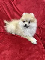 Cobby, a male Pomeranian for sale in Valencia, CA – 2 of 10