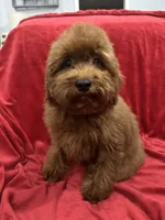Sammy, a male Poodle - Toy  for sale in Valencia, CA – 3 of 10