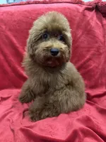 Sammy, a male Poodle - Toy  for sale in Valencia, CA – 6 of 10