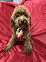 Sammy, a male Poodle - Toy  for sale in Valencia, CA – 6 of 10