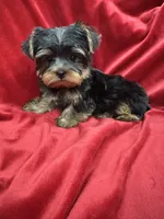 Mila, a female Yorkshire Terrier for sale in Valencia, CA – 6 of 9