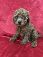Polo, a male Poodle - Toy  for sale in Valencia, CA – 3 of 10