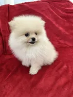 Channel , a female Pomeranian for sale in Valencia, CA – 3 of 10
