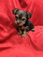 Paris, a female Yorkshire Terrier for sale in Valencia, CA – 7 of 10