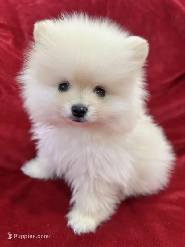 Benji – Pomeranian puppy for sale in Valencia, CA