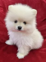 Benji, a male Pomeranian for sale in Valencia, CA – 1 of 10