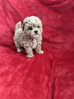 Cooper , a male Maltipoo for sale in Valencia, CA – 8 of 10