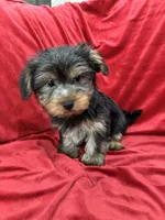 Milo, a male Yorkshire Terrier for sale in Valencia, CA – 9 of 10