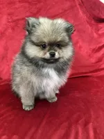 Coco, a male Pomeranian for sale in Valencia, CA – 4 of 10