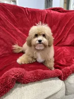 Theo, a male Maltipoo for sale in Valencia, CA – 3 of 10