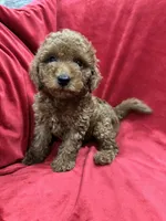 Maxi , a male Maltipoo for sale in Valencia, CA – 9 of 10