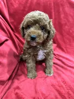 Remi, a female Maltipoo for sale in Valencia, CA – 9 of 9