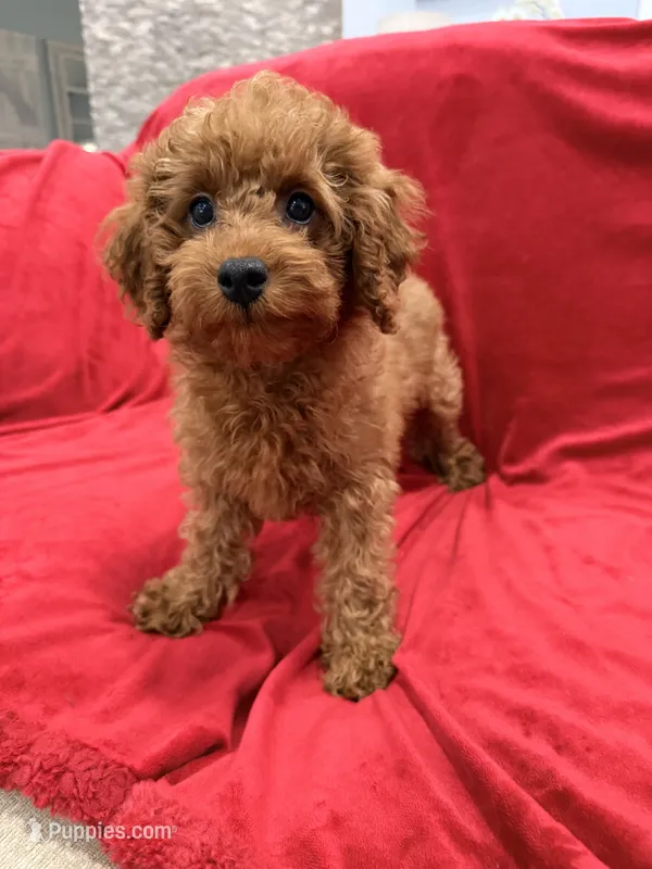 Gina – Poodle - Toy  puppy for sale in Valencia, CA