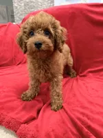 Gina, a female Poodle - Toy  for sale in Valencia, CA – 1 of 8