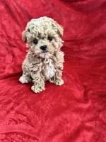 Cooper , a male Maltipoo for sale in Valencia, CA – 6 of 10