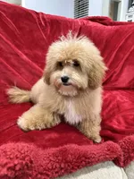 Theo, a male Maltipoo for sale in Valencia, CA – 9 of 10