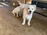 Coco, a female Labrador Retriever for sale in Moreno Valley, CA – 4 of 4