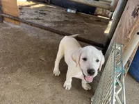 Rex, a male Labrador Retriever for sale in Moreno Valley, CA – 2 of 3