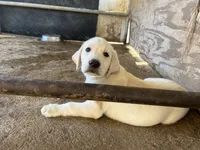 Rex, a male Labrador Retriever for sale in Moreno Valley, CA – 3 of 3