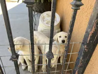 Luna, a female Labrador Retriever for sale in Moreno Valley, CA – 3 of 5