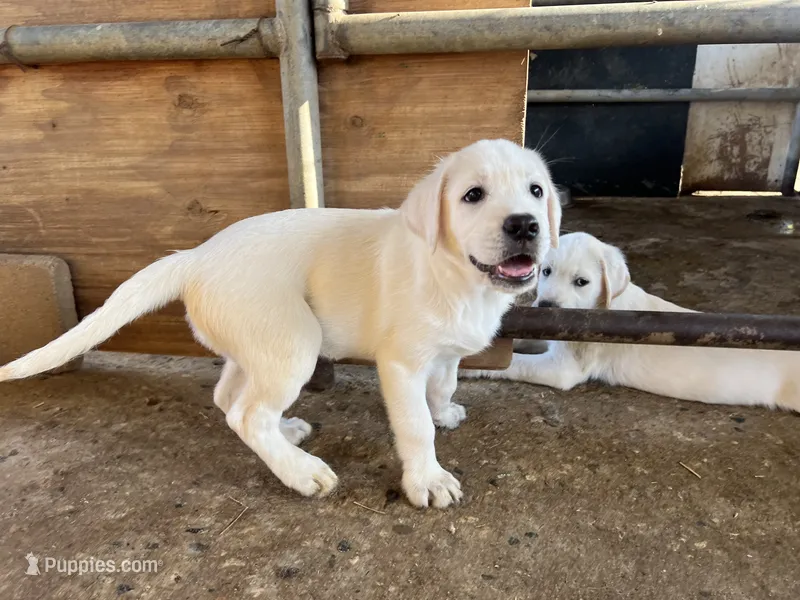 Coco – Labrador Retriever puppy for sale in Moreno Valley, CA