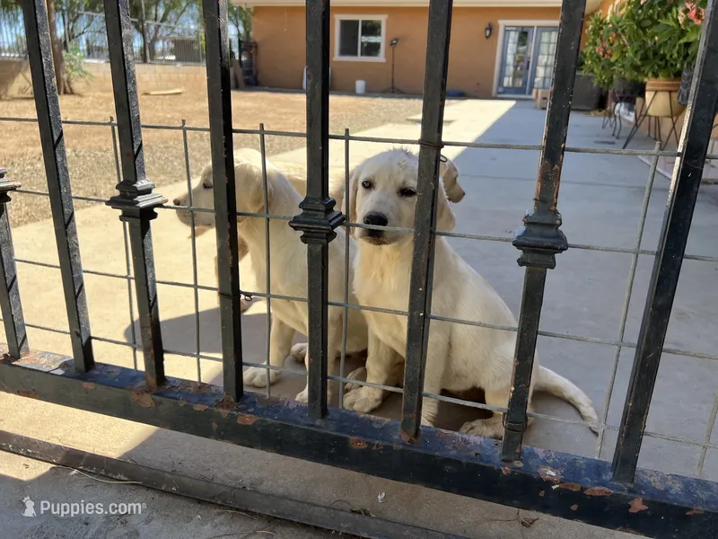 Luna – Labrador Retriever puppy for sale in Moreno Valley, CA