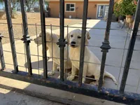 Luna, a female Labrador Retriever for sale in Moreno Valley, CA – 1 of 5