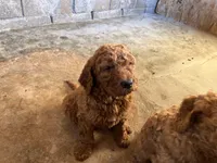 Coco, a male Goldendoodle for sale in Moreno Valley, CA – Photo 1 of 3