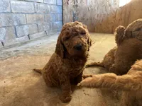 Coco, a male Goldendoodle for sale in Moreno Valley, CA – Photo 2 of 3