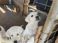 Luna, a female Labrador Retriever for sale in Moreno Valley, CA – 3 of 4