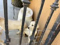 Luna, a female Labrador Retriever for sale in Moreno Valley, CA – 5 of 5