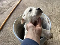 Luna, a female Labrador Retriever for sale in Moreno Valley, CA – Photo 4 of 4