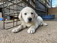 Luna, a female Labrador Retriever for sale in Moreno Valley, CA – Photo 3 of 4
