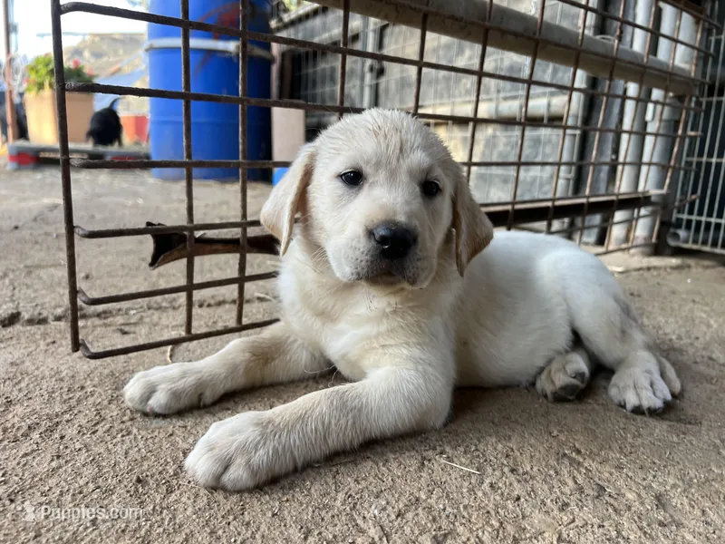 Luna – Labrador Retriever puppy for sale in Moreno Valley, CA