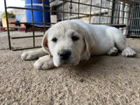 Luna, a female Labrador Retriever for sale in Moreno Valley, CA – Photo 2 of 4