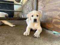 Coco, a female Labrador Retriever for sale in Moreno Valley, CA – 3 of 4