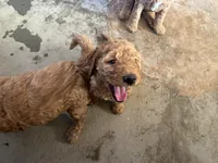 Hazel, a female Goldendoodle for sale in Moreno Valley, CA – Photo 3 of 3