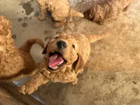 Hazel, a female Goldendoodle for sale in Moreno Valley, CA – Photo 1 of 3
