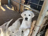 Luna, a female Labrador Retriever for sale in Moreno Valley, CA – 4 of 4