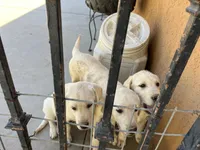 Luna, a female Labrador Retriever for sale in Moreno Valley, CA – 2 of 5