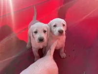 Casper, a male Labrador Retriever for sale in Moreno Valley, CA – Photo 3 of 6