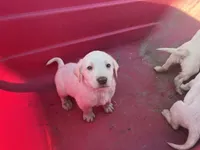 Casper, a male Labrador Retriever for sale in Moreno Valley, CA – Photo 4 of 6