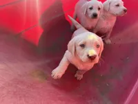 Casper, a male Labrador Retriever for sale in Moreno Valley, CA – Photo 2 of 6