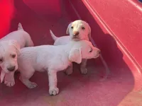 Casper, a male Labrador Retriever for sale in Moreno Valley, CA – Photo 5 of 6