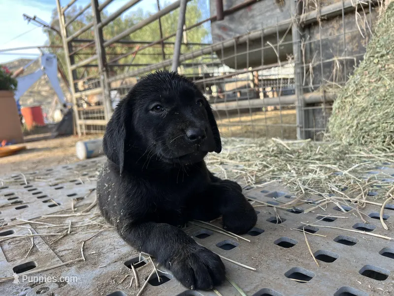 Raven – Labrador Retriever puppy for sale in Moreno Valley, CA